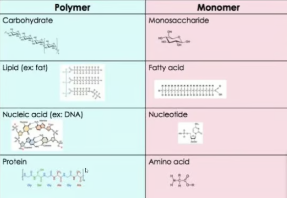 macromolecules illustration